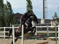 Kobila, Friesian sport horse — fotografija 1