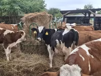 Taureau, Race Holstein — photo 1