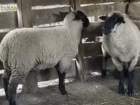 Brebis, Suffolk sheep — photo 3