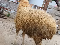 Bélier, Moutons — photo 4