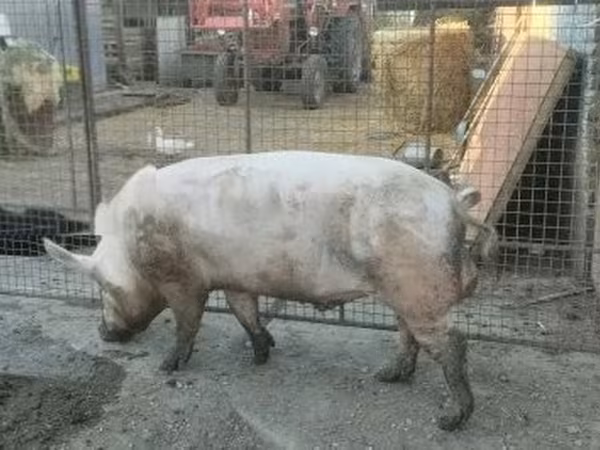 雄豚, 豚 — ハンガリー
