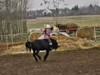 Koń, Shetland Pony — zdjęcie 4