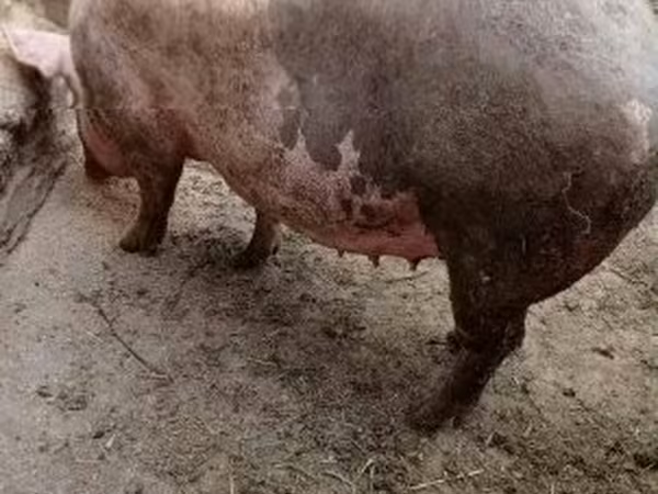 Porca,  — Hungria