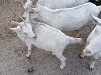 Cabra, Saanen goat — foto 1