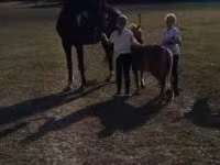 Cavalo, Dutch warmblood horse — foto 3