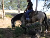 Kobyła, Quarter Horse — zdjęcie 7