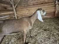Cabra, Nubian Goat — foto 2