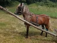 Cavalo, Cavalos — foto 2