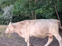 母牛, Charolais cattle — 照片 6