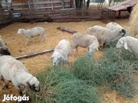 Ram, Sheep — photo 2