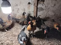 Chickens — fotografija 1