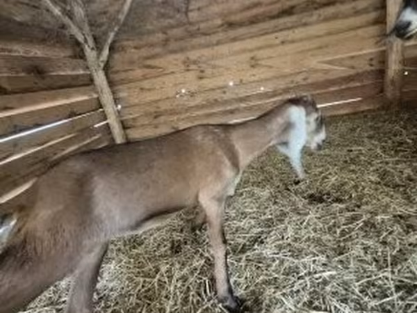 Cabra, Nubian Goat