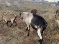 Bode, Alpine goat — foto 3