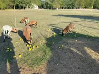 Baran, Cameroon sheep — zdjęcie 2