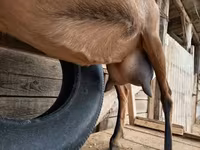 Cabra, Alpine goat — foto 2