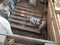 公猪, Вьетнамская вислобрюхая — 照片 1
