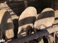 公羊, Sheep — 照片 2