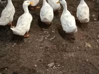 Američki pekin — fotografija 1