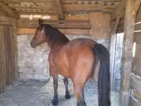 Кобила, Međimurje horse — фото 4