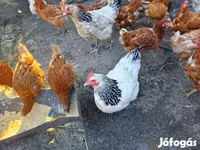 Turkeys — Foto 8