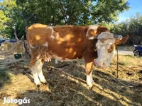 Vaca, Simmental cattle — foto 2