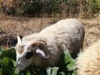 Baran, Racka sheep — zdjęcie 7