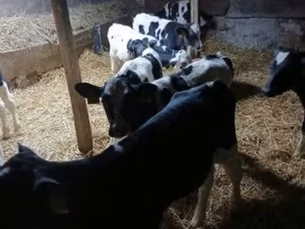 公牛, Russian Black pied cattle