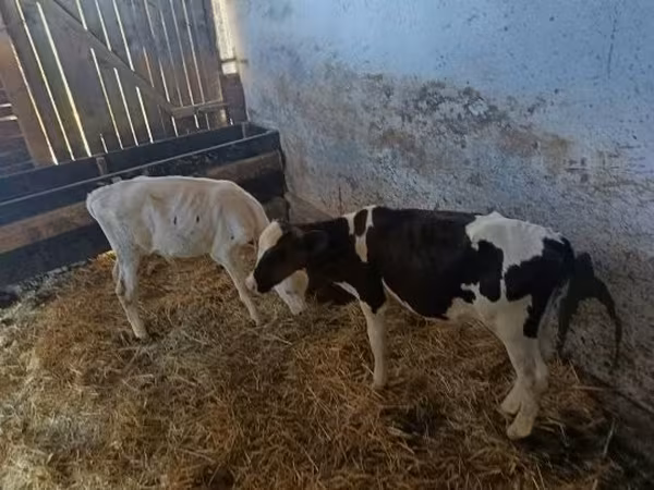 सांड, Russian Black pied cattle