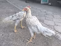 Shamo chickens — photo 1