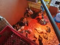 Chickens — الصورة 2