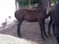 Cheval, Nonius horse — photo 2