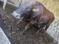 Bik, Red Estonian cattle — fotografija 6