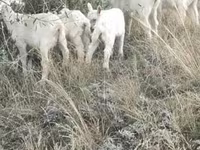 Ziege, Alpine goat — Foto 2