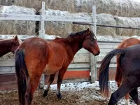 At, Kazakh horse — foto 5