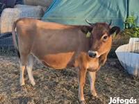 गाय, जर्सी नस्ल — फ़ोटो 1