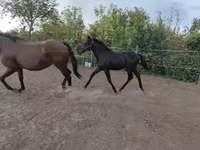 Cavalo, Cavalos — foto 1