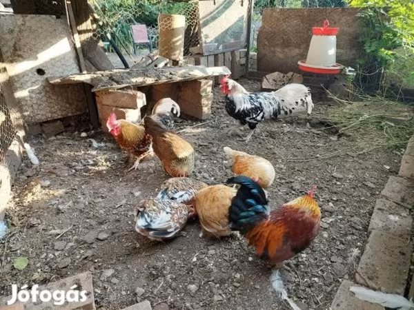 هامبورغ