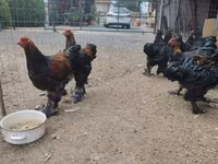 براهما — الصورة 2