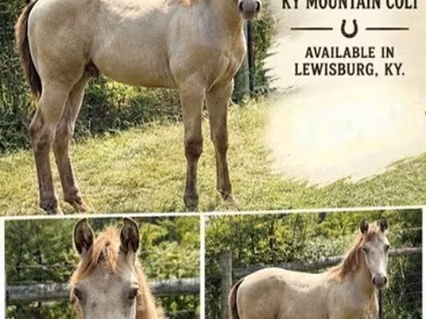 Pastuv, Kentucky mountain daddle horse