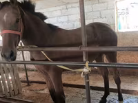 Kobila, Thoroughbred horse — fotografija 3