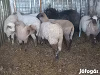 Schaf, Schafe — Foto 1