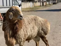 Qoç, Arashan sheep — foto 8