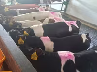 Бұқа, Russian Black pied cattle — 8-сурет