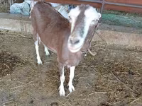 Koza, LaMancha goats — zdjęcie 2