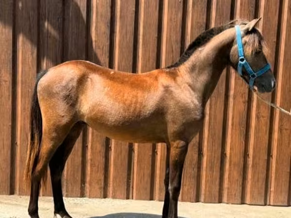 Caballo, Caballos