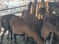 Ovca, Cameroon sheep — fotografija 3