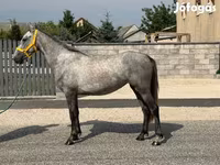 Yegua, Caballos — foto 6