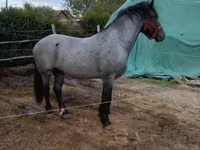 公马, Horses — 照片 2