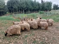 羊（ロット、性別未指定）, Racka sheep — 写真 5