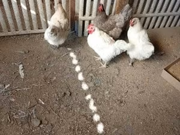 萨塞克斯